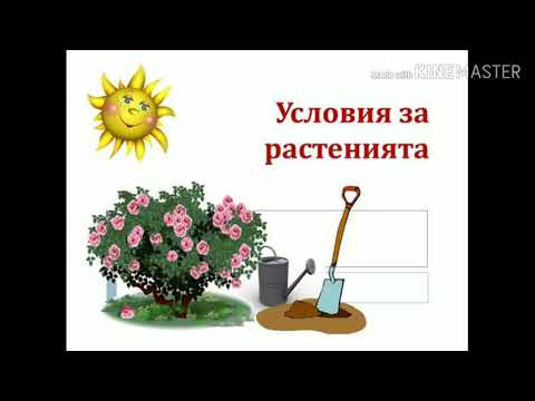 Видео: Какво правят влажните зони за растенията и животните?