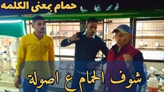 حمام الاردن من اجمل الطيور بلوطن العربي علاء ابو اليمن الاتجارة الحمام ️