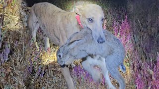 Cacería Nocturna de Conejo Con Galgo Whippet | Galgo vs Conejo