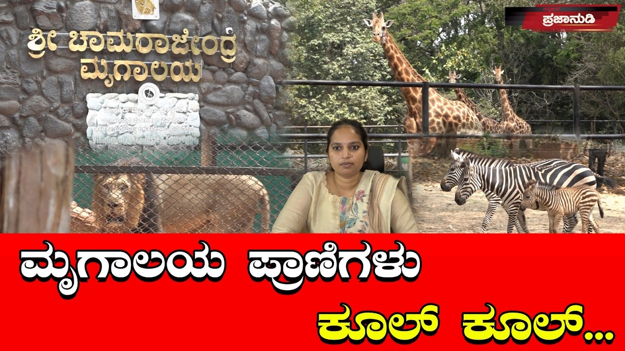 ಮೃಗಾಲಯ ಪ್ರಾಣಿಗಳು ಕೂಲ್ ಕೂಲ್...| Prajanudi digital | Mysore Zoo | Special Story |