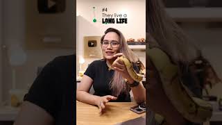 5 Facts about Ball Pythons