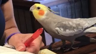 Birb explains why he should be allowed to chew on the wall.