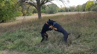 Sypha and Leon play in tall grass