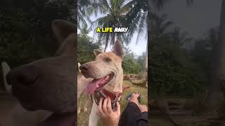 ⚠️ Hurt dog rescued by a hero 🤯 screenshot 2