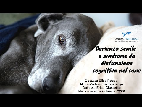 Video: Demenza Del Cane: Sintomi, Cause, Trattamento E Aspettativa Di Vita