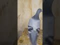 السلام عليكم يا اء خواني نوع هذا الحمام الزاجل يرحمكم الله