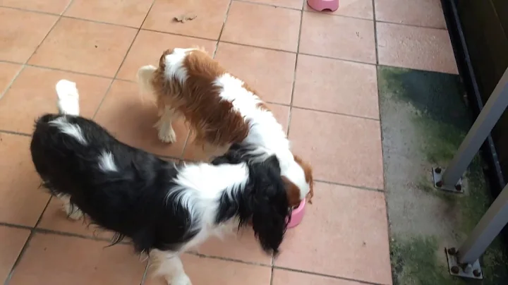 Cavalier King Charles Spaniel gruener Pansen