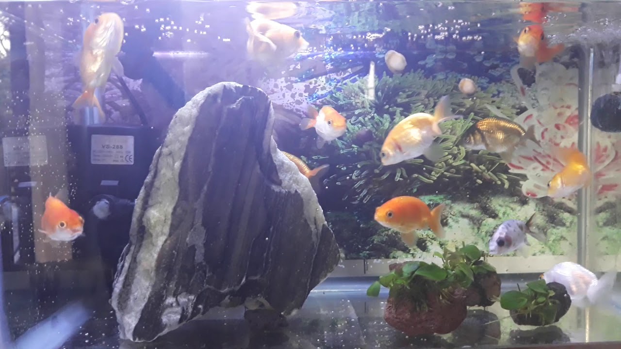 Cá cảnh ranchu dễ nuôi - YouTube