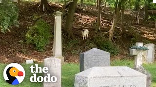 Lost Sheep Was Living In A Cemetery For Months | The Dodo