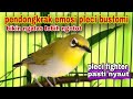 Burung Pleci Gacor Pendongkrak Emosi Pleci Lain