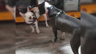 French Bulldog Peachs Cute Fight With Pitbull