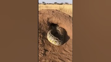 Hyena binnen enkele seconden door gigantische python de grond in gesleurd! 😳🐍 #HyenaVsPython #ani...