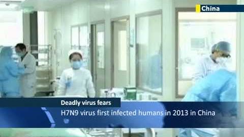 Human transmission of bird flu raises fears over pandemic risk posed by potentially deadly virus