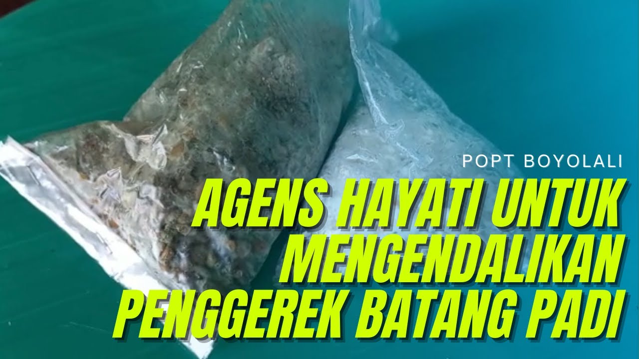 Perbanyakan Jamur Beauveria bassiana dan Metarhizium sp untuk Pengendalian Penggerek Batang Padi