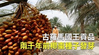 古羅馬國王貢品兩千年前椰棗種子發芽｜猶太王國棗子｜自然 ... 