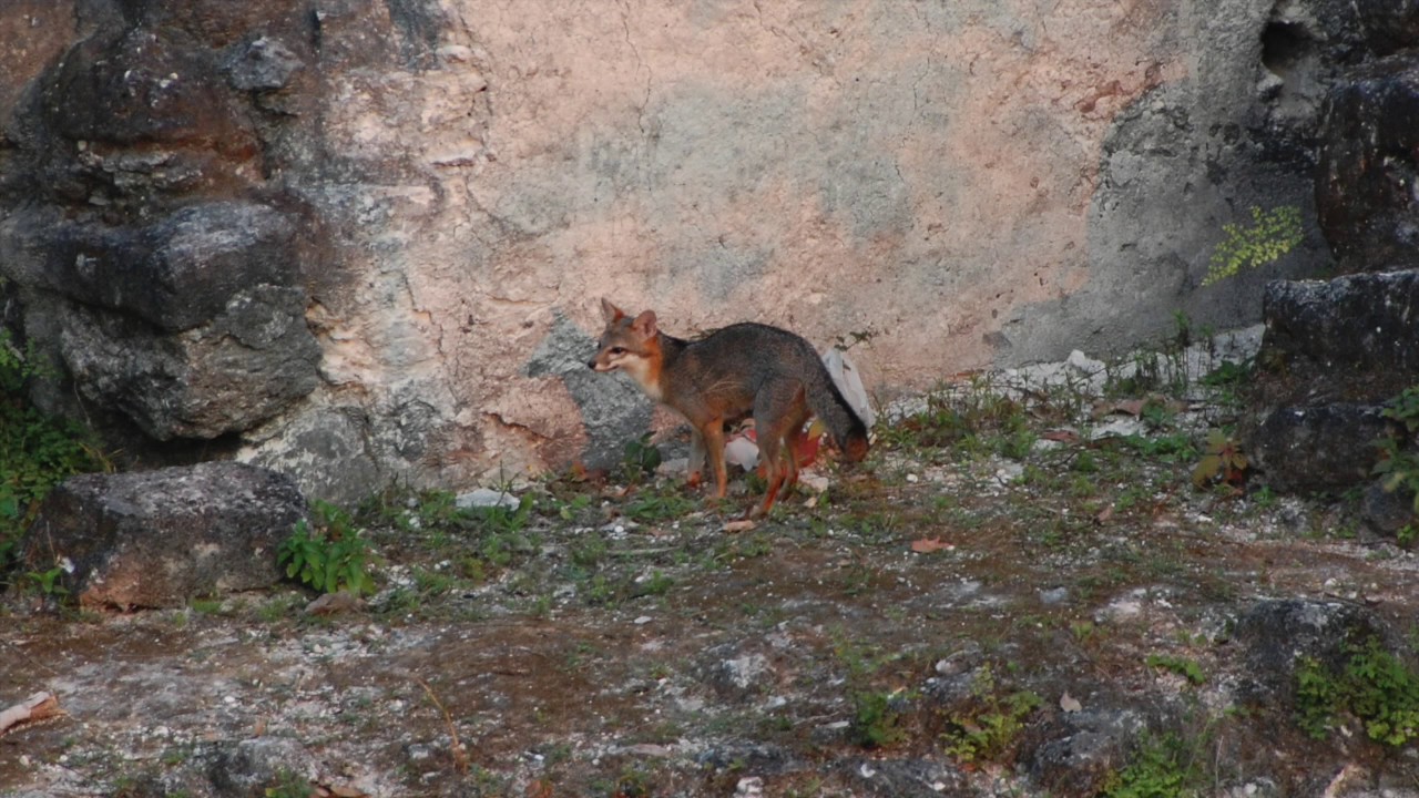 mayan tikal peten Gray Fox Re Locating Den with Pups at Mayan Temple II #Tikal, Guatemala
