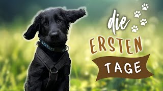 EIN LEBEN MIT WELPE | Die ersten Tage