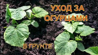 Уход за Огурцами в Открытом Грунте Посадка Огурцов Условия Выращивания Огурцов в Открытом Грунте