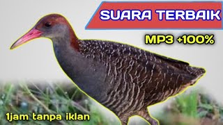 Suara Pikat Burung Sintar Di Jamin Joss