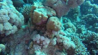Red Sea Scuba Diving , Hurghada Egypt ,January 2017 . Gopro Hero 5