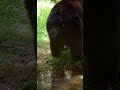 Huge Bear Poops In The Water Hole And Runs Away Terrified.