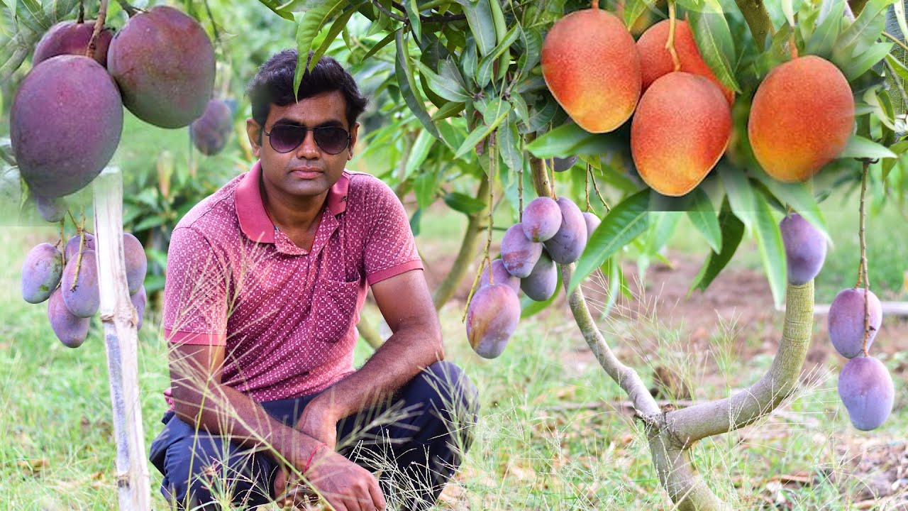 सबसे स्वाद और मसूर आम यहाँपे मिलेगा_ इतना किस्मे पहले कभी सुना हेही होगा_Amrakunja Nursery Part-4