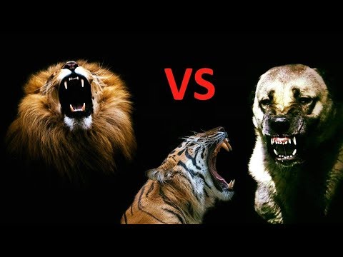 Aslan ve Kaplana Saldıran Kangal - Kangal Dog Attack Lion and Tiger