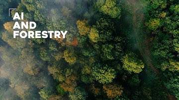 Tackling deforestation with AI| Discover Artificial Intelligence with Angeliki Dedopoulou