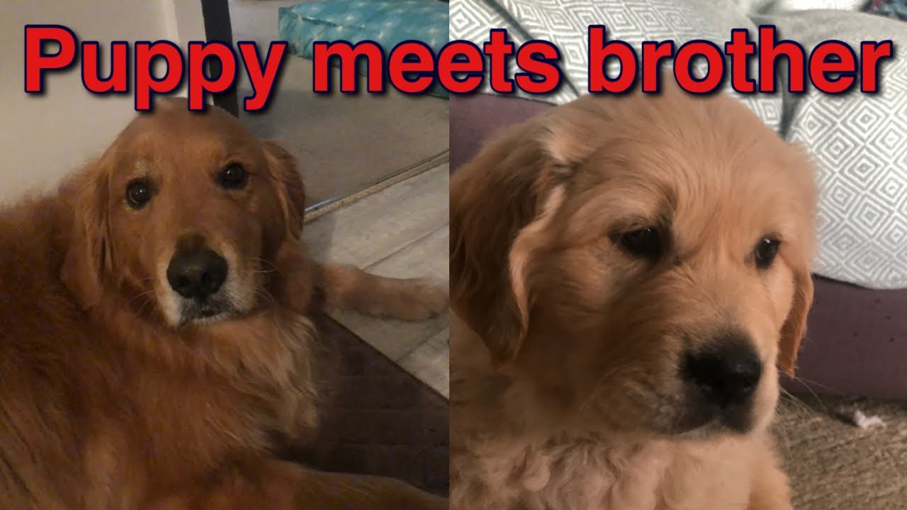 Golden Retriever meets puppy brother for first time! - Emmett TV
