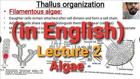 Algae Lecture 2 : (Thallus Organisation)