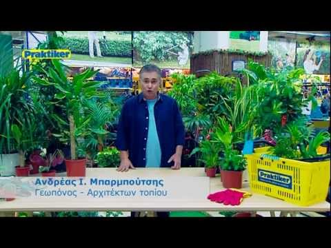 Βίντεο: Σπιτικά λουλούδια από σπόρους (23 φωτογραφίες): ποια φυτά εσωτερικού χώρου μπορούν να καλλιεργηθούν στο σπίτι σε γλάστρα