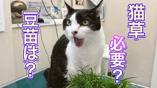 どうして猫草をほしがるの食べても良い年齢は【病院猫れいちゃん】