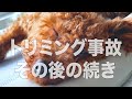 【事件】子犬の右目が見えなくなった事件のその後似たようなことになりましたが...