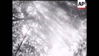 SUN THROUGH TREES - NO SOUND