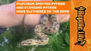 Celebrity Platinum Spotted Python and Stimsons | Reptile Life Hoppers Crossing Profile