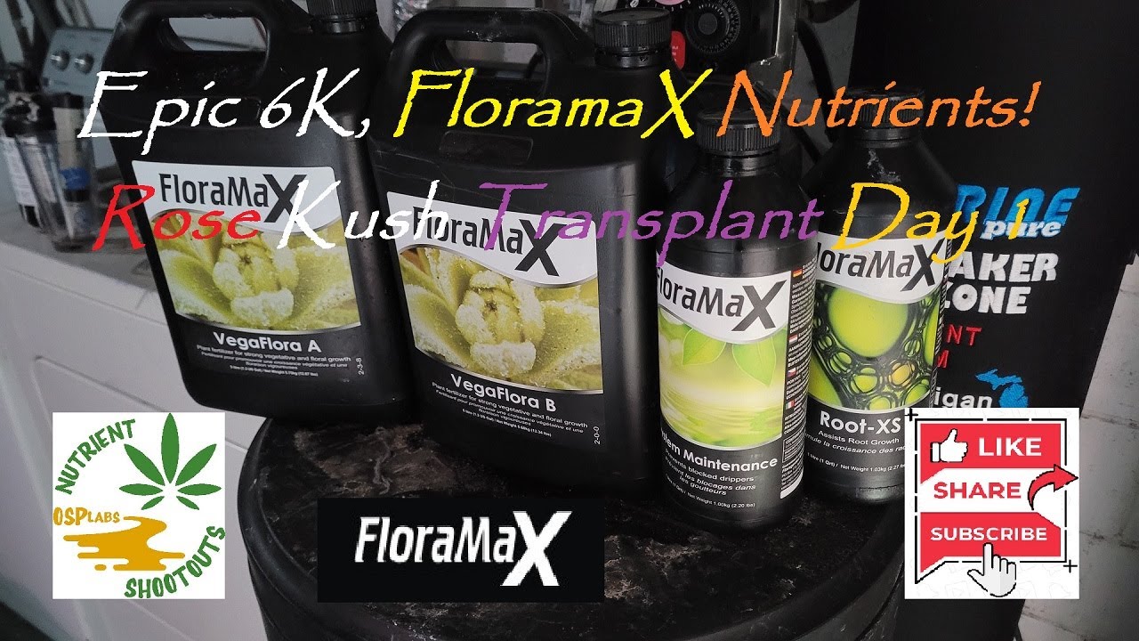 Epic 6K, FloramaX Nutrients! Rose Kush, Transplant-Veg Day 1