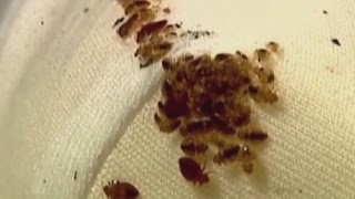 Invasion of bed bugs
