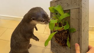 食べられるか分からない謎の植物たちに興味を示すカワウソと猫！ otter and cat show interest in a plant that may or may not be edible!