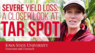Tar Spot: The Fungal Disease of Corn That's Destroying Harvests!
