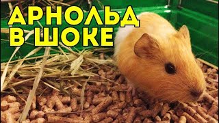 ПЛОХАЯ ХОЗЯЙКА! МОИ ОШИБКИ В СОДЕРЖАНИИ МОРСКОЙ СВИНКИ ПЛОХАЯ ХОЗЯЙКА! МОИ ОШИБКИ В СОДЕРЖАНИИ МОРСКОЙ СВИНКИ