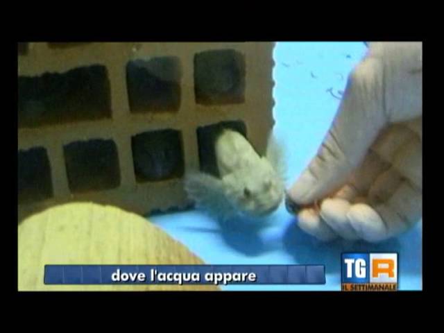 video tg3 scarica