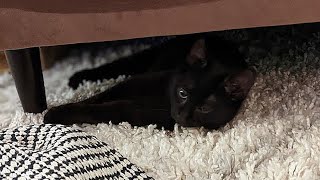 How Do I Stop My New Cat From Hiding From Me?