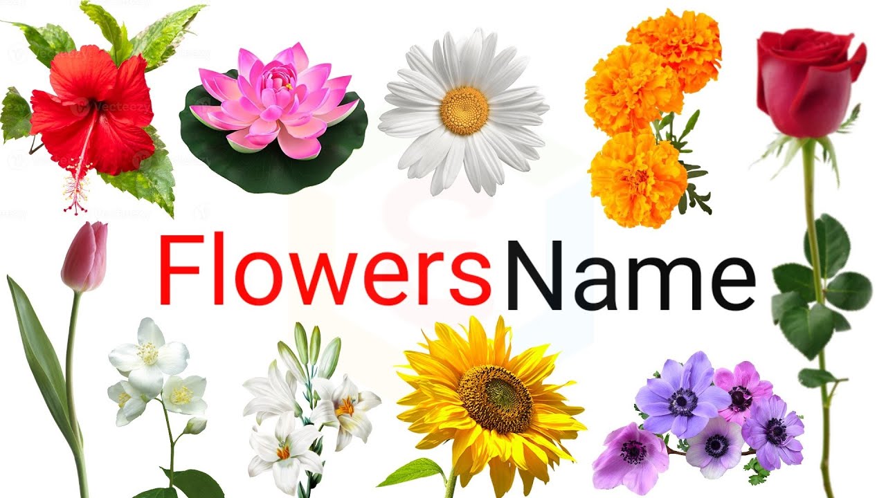 flowers name, 10 flowers name, flower, flowers name for kids - YouTube