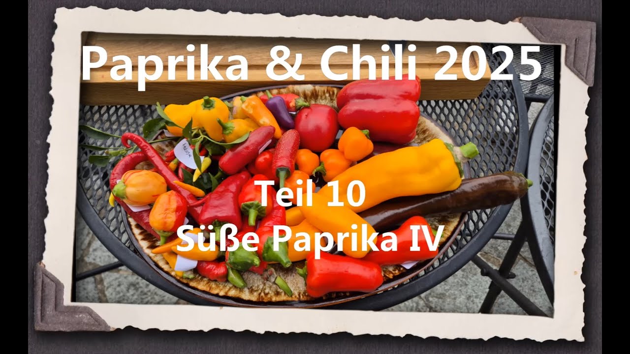 Paprika & Chili 2025 Teil 10 - Süße Paprika IV