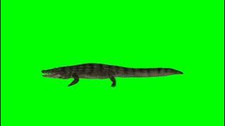 CROCODILE BUAYA ( crocodile ) @greenscreen #greenscreen #greenscreen #buaya #crocodile
