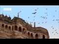 Awesome Buzzard hunting pigeons (EARTHFLIGHT)