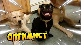 РЖАЛ ДО СЛЕЗ 😂 20 МИНУТ ПРИКОЛОВ И ИНТЕРЕСНЫХ ВИДЕО | ПОПРОБУЙ НЕ ЗАСМЕЯТЬСЯ!