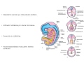 Embriologia Muscular y Cavidades Corporales