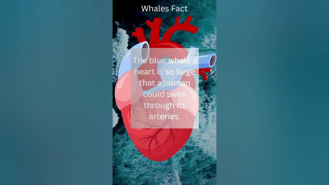 "Swimming Through the Arteries: Exploring the Enormous Heart of the