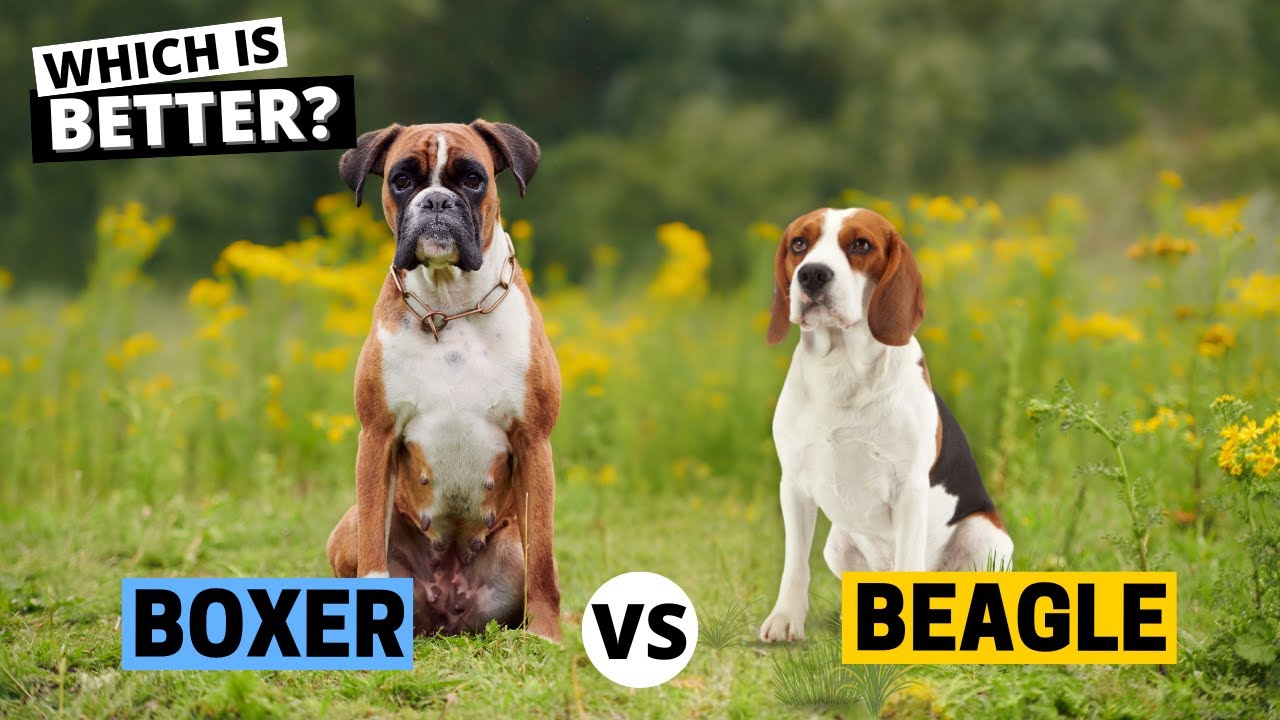 Beagle vs Boxer: Which Breed is Best for You?